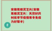 安徽葛根灵芝片(安徽葛根灵芝片：天然好药材反季节疫情寒冬免疫力好帮手)