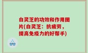 白灵芝的功效和作用图片(白灵芝：抗疲劳，提高免疫力的好帮手)
