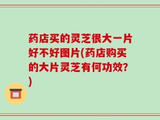 药店买的灵芝很大一片好不好图片(药店购买的大片灵芝有何功效？)