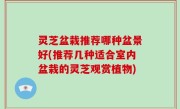 灵芝盆栽推荐哪种盆景好(推荐几种适合室内盆栽的灵芝观赏植物)