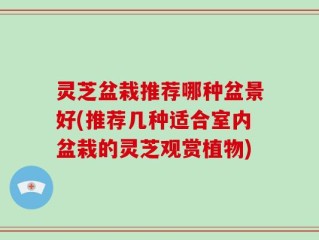 灵芝盆栽推荐哪种盆景好(推荐几种适合室内盆栽的灵芝观赏植物)