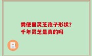 粪便里灵芝孢子形状？千年灵芝是真的吗