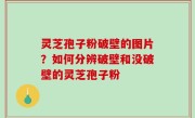 灵芝孢子粉破壁的图片？如何分辨破壁和没破壁的灵芝孢子粉