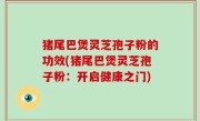 猪尾巴煲灵芝孢子粉的功效(猪尾巴煲灵芝孢子粉：开启健康之门)
