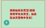 南极仙翁白灵芝(南极发现罕见白灵芝，仙翁在冰天雪地中生长)