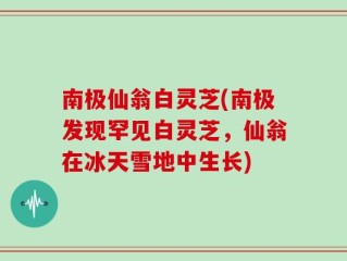 南极仙翁白灵芝(南极发现罕见白灵芝，仙翁在冰天雪地中生长)