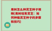 用树怎么种灵芝种子视频(用树培育灵芝：如何种植灵芝种子的步骤和技巧)