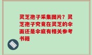 灵芝孢子采集图片？灵芝孢子究竟在灵芝的伞面还是伞底有相关参考书籍