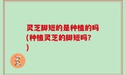 灵芝脚短的是种植的吗(种植灵芝的脚短吗？)