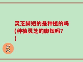 灵芝脚短的是种植的吗(种植灵芝的脚短吗？)