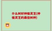 什么树好种植灵芝(种植灵芝的最佳树种)