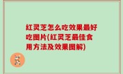 红灵芝怎么吃效果最好吃图片(红灵芝最佳食用方法及效果图解)