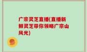 广宗灵芝直播(直播新鲜灵芝带你领略广宗山风光)