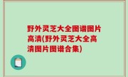 野外灵芝大全图谱图片高清(野外灵芝大全高清图片图谱合集)