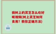 摘树上的灵芝怎么吃好呢视频(树上灵芝如何食用？教你正确方法)