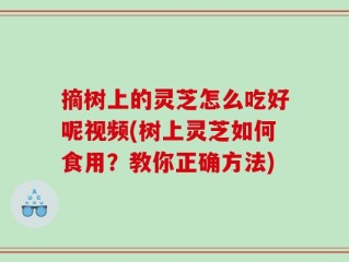 摘树上的灵芝怎么吃好呢视频(树上灵芝如何食用？教你正确方法)