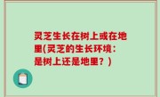 灵芝生长在树上或在地里(灵芝的生长环境：是树上还是地里？)