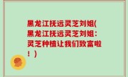 黑龙江抚远灵芝刘姐(黑龙江抚远灵芝刘姐：灵芝种植让我们致富啦！)