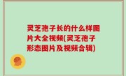 灵芝孢子长的什么样图片大全视频(灵芝孢子形态图片及视频合辑)