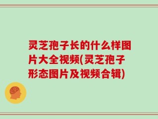 灵芝孢子长的什么样图片大全视频(灵芝孢子形态图片及视频合辑)