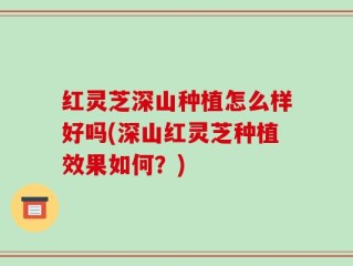 红灵芝深山种植怎么样好吗(深山红灵芝种植效果如何？)