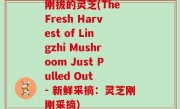 刚拔的灵芝(The Fresh Harvest of Lingzhi Mushroom Just Pulled Out - 新鲜采摘：灵芝刚刚采摘)
