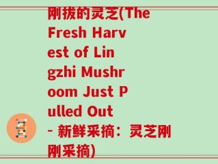 刚拔的灵芝(The Fresh Harvest of Lingzhi Mushroom Just Pulled Out - 新鲜采摘：灵芝刚刚采摘)