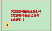 灵芝菇种植效益怎么样(灵芝菇种植的经济效益如何？)