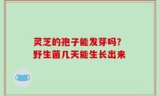 灵芝的孢子能发芽吗？野生菌几天能生长出来