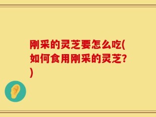 刚采的灵芝要怎么吃(如何食用刚采的灵芝？)