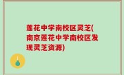莲花中学南校区灵芝(南京莲花中学南校区发现灵芝资源)