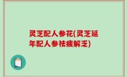 灵芝配人参花(灵芝延年配人参祛疲解乏)