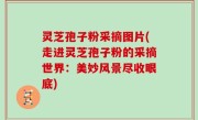 灵芝孢子粉采摘图片(走进灵芝孢子粉的采摘世界：美妙风景尽收眼底)
