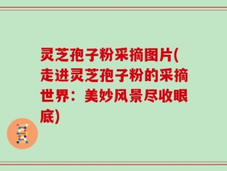 灵芝孢子粉采摘图片(走进灵芝孢子粉的采摘世界：美妙风景尽收眼底)