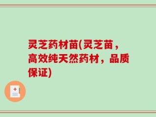 灵芝药材苗(灵芝苗，高效纯天然药材，品质保证)