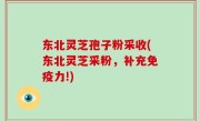 东北灵芝孢子粉采收(东北灵芝采粉，补充免疫力!)