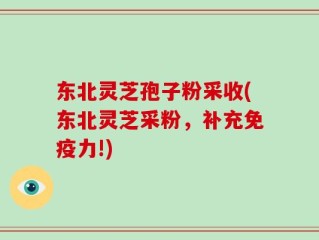 东北灵芝孢子粉采收(东北灵芝采粉，补充免疫力!)