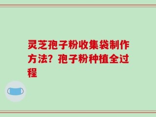 灵芝孢子粉收集袋制作方法？孢子粉种植全过程