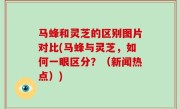 马蜂和灵芝的区别图片对比(马蜂与灵芝，如何一眼区分？（新闻热点）)