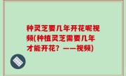 种灵芝要几年开花呢视频(种植灵芝需要几年才能开花？——视频)