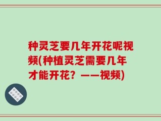 种灵芝要几年开花呢视频(种植灵芝需要几年才能开花？——视频)