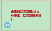 山里的红灵芝图片(山林奇宝：红灵芝现身记)