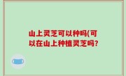 山上灵芝可以种吗(可以在山上种植灵芝吗？