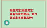 凝壁灵芝(凝壁灵芝：素有传奇的草药，如今正式定名商业品种)