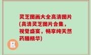 灵芝图画大全高清图片(高清灵芝图片合集，视觉盛宴，畅享纯天然药膳精华)