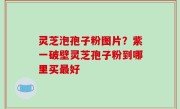 灵芝泡孢子粉图片？紫一破壁灵芝孢子粉到哪里买最好