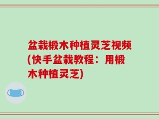 盆栽椴木种植灵芝视频(快手盆栽教程：用椴木种植灵芝)
