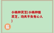小杨种灵芝(小杨种植灵芝，功夫不负有心人)