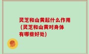 灵芝和山黄起什么作用 (灵芝和山黄对身体有哪些好处)