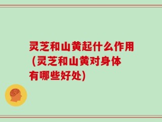 灵芝和山黄起什么作用 (灵芝和山黄对身体有哪些好处)